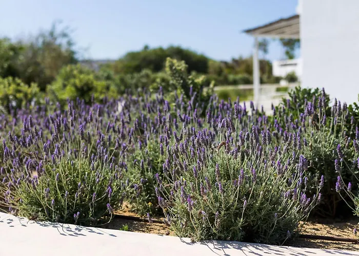 Plaka Naxos - Matina Sofia Tatil Evi *